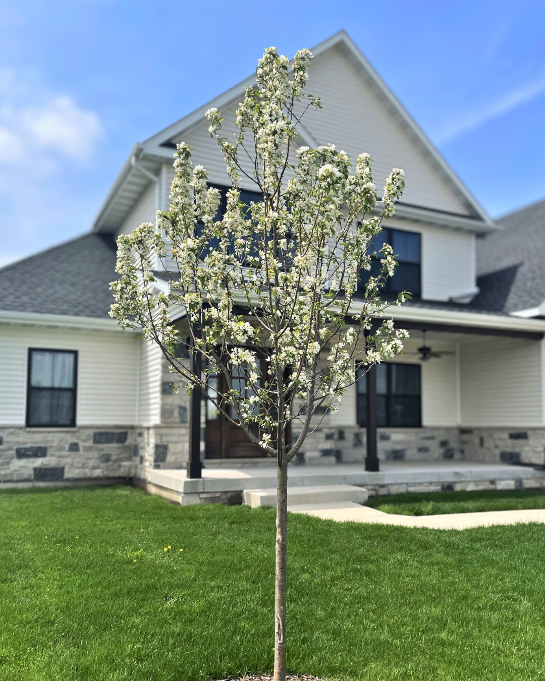 Spring Snow Crabapple with white buds emerging alongside small light green leaves in early spring. 